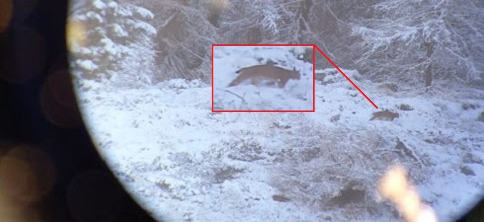 Un “fantasma” nel bosco innevato, era stata segnalata ma nessuno era ancora riuscito a fotografarla